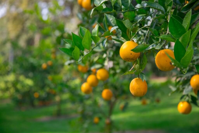 Orange Groves in Polk County